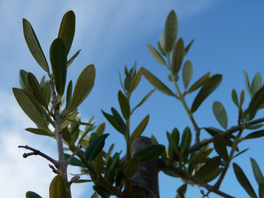 Casal Das Oliveiras Setúbal Dış mekan fotoğraf